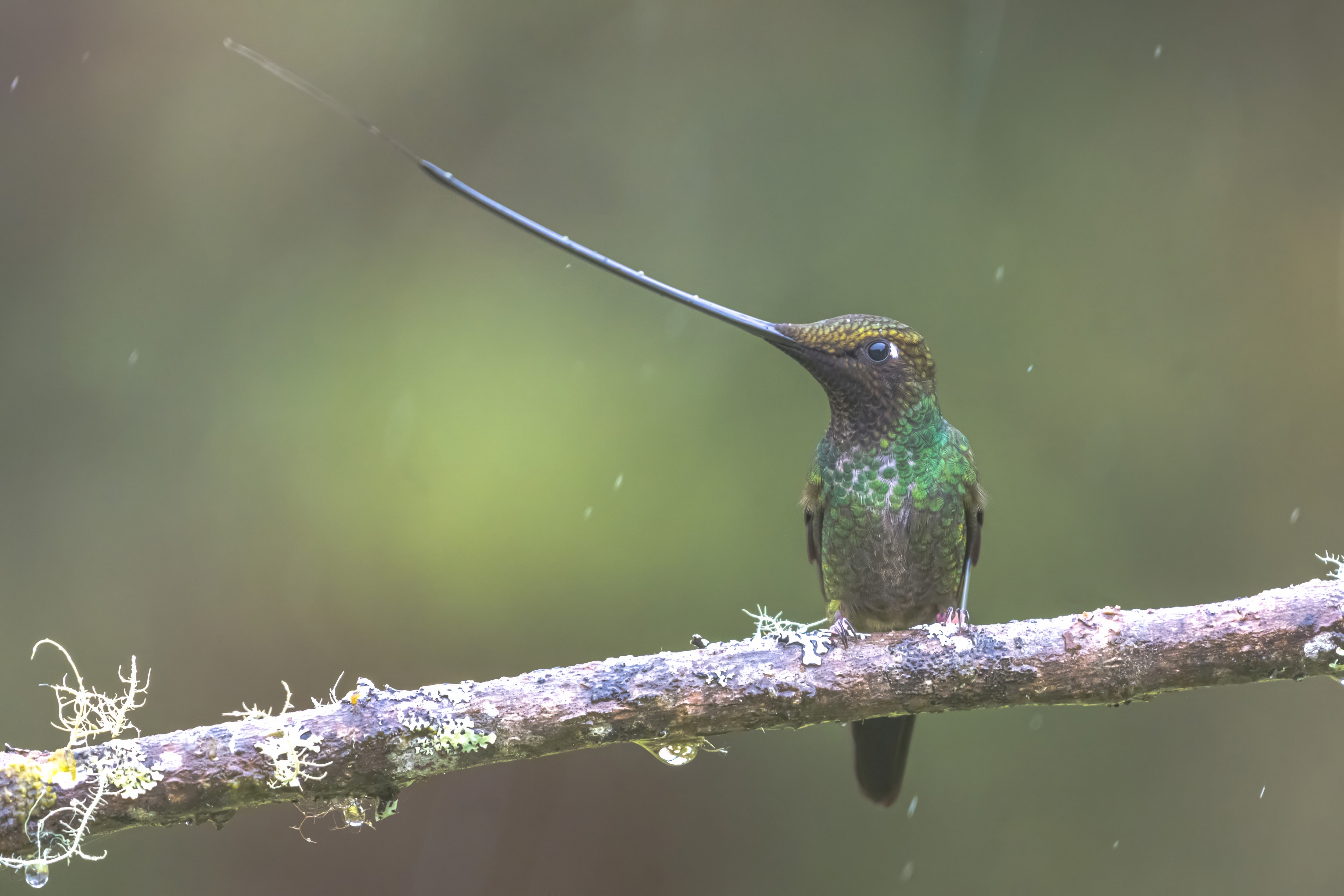 BOGOTÁ ENDEMICS - BIRDING ESCAPE 3D-2N